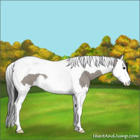 Horse Color:Grullo Roan Splash Tobiano