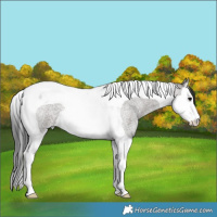 Horse Color:Grullo Roan Splash Tobiano
