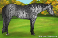 Horse Color:Black  and Gray Black 