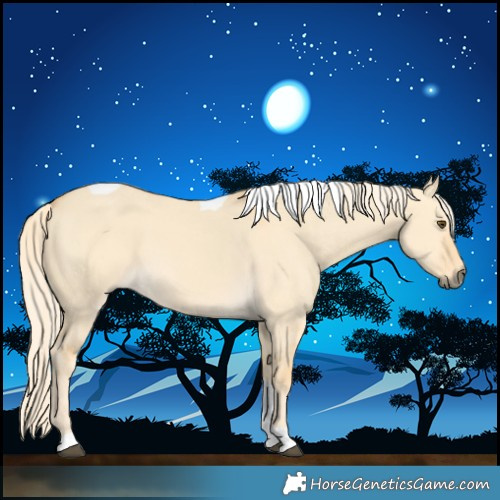 Horse Color:Palomino Dun Tobiano 
