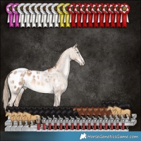 Horse Color:Liver Red Dun Pearl Appaloosa Brindle