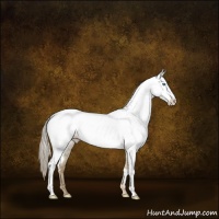 Horse Color:Chocolate Palomino Pearl Dun Appaloosa Brindle 