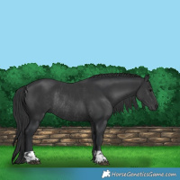 Horse Color:Black  and Black Rabicano 