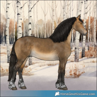 Horse Color:Gray Buckskin Dun 