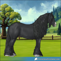 Horse Color:Black Splash Frame 
