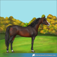 Horse Color:Brown Splash
