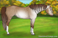Horse Color:Gray Red Dun 