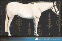 Horse Color:Buckskin Pearl 