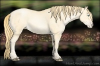 Horse Color:Buckskin Pearl
