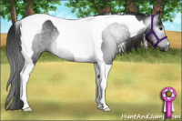 Horse Color:Gray Black Tobiano Rabicano 
