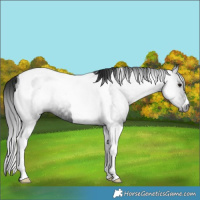 Horse Color:Gray Smoky Black Tobiano Rabicano