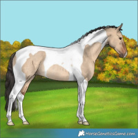 Horse Color:Bay Dun Tobiano Rabicano 