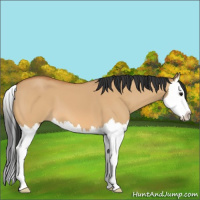 Horse Color:Bay Dun Sabino Splash
