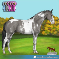 Horse Color:Grullo Sabino Tobiano Rabicano