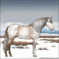 Horse Color:Gray Perlino Appaloosa