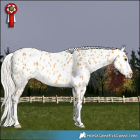 Horse Color:Silver Buckskin Appaloosa Rabicano
