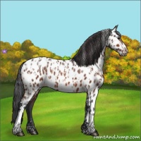 Horse Color:Bay Near Leopard  and Bay Near Leopard 