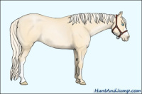 Horse Color:Palomino Pearl 