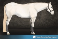 Horse Color:Buckskin Pearl 