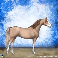 Horse Color:Gold Champagne Roan Splash 