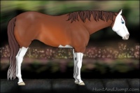 Horse Color:Chocolate Bay Splash