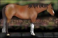 Horse Color:Buckskin 