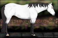 Horse Color:Buckskin Chinchilla