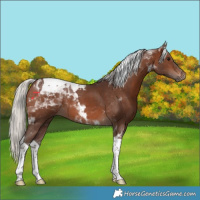 Horse Color:Silver Brown Tobiano 