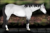 Horse Color:Buckskin Chinchilla 