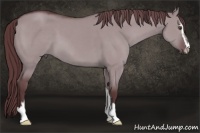 Horse Color:Chocolate Grullo Chinchilla Sabino 