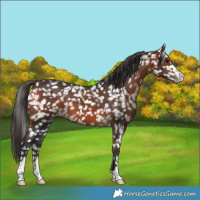 Horse Color:Bay Appaloosa 