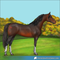 Horse Color:Bay Tobiano 