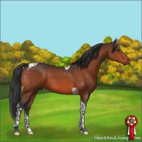 Horse Color:Brown Tobiano 