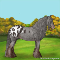 Horse Color:Liver Chestnut Appaloosa 