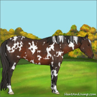 Horse Color:White Spotted Liver Chestnut