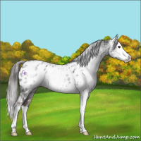 Horse Color:Liver Chestnut Sabino Splash Appaloosa  and Gray Liver Chestnut Sabino Splash Appaloosa 