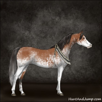 Horse Color:White Spotted Bay Splash and White Spotted Bay Splash