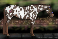 Horse Color:Liver Red Roan Appaloosa