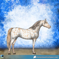 Horse Color:Red Dun Near Leopard  and Red Dun Near Leopard Rabicano 