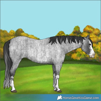 Horse Color:Blue Roan Sabino Splash  and Blue Roan Sabino Splash 