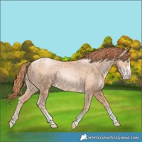 Horse Color:Gold Champagne Pearl Rabicano  and Classic Champagne Pearl Rabicano 