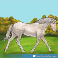 Horse Color:Gold Champagne Pearl Rabicano  and Gold Cream Champagne Pearl Rabicano 