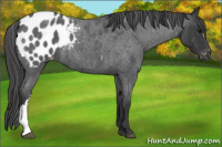 Horse Color:Blue Roan Appaloosa 
