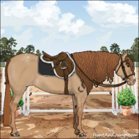 Horse Color:Red Dun Varnish 