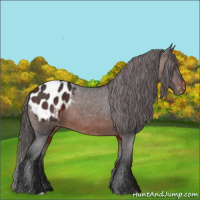 Horse Color:Brown Appaloosa 