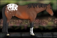 Horse Color:Bay Appaloosa 