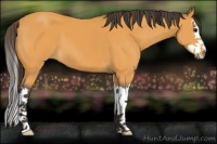Horse Color:Buckskin Sabino Splash 
