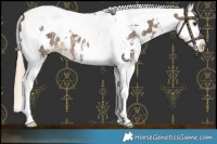 Horse Color:Chocolate Palomino Sabino Splash Tobiano Near Leopard 