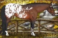 Horse Color:Bay Appaloosa 