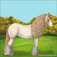 Horse Color:Buckskin Pearl 